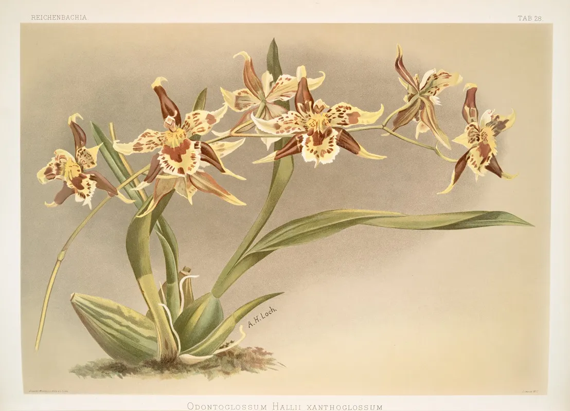 Odontoglossum Hallii Xanthoglossum Wall Art by Frederick Sander - High-Resolution Digital Print