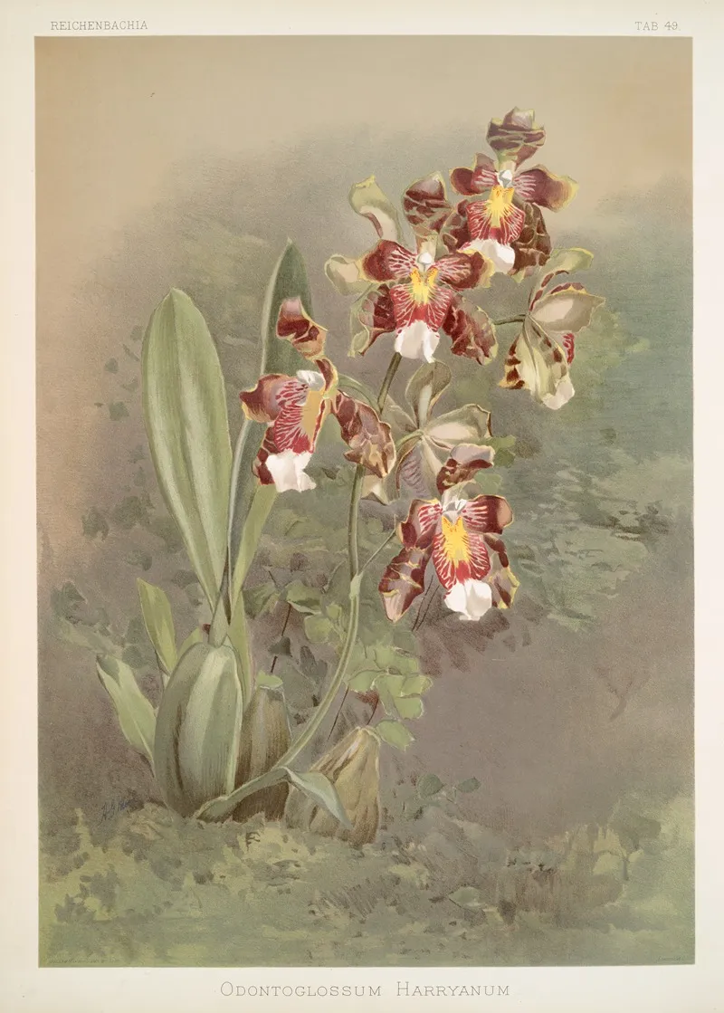 Odontoglossum Harryanum Wall Art by Frederick Sander - High-Resolution Digital Print