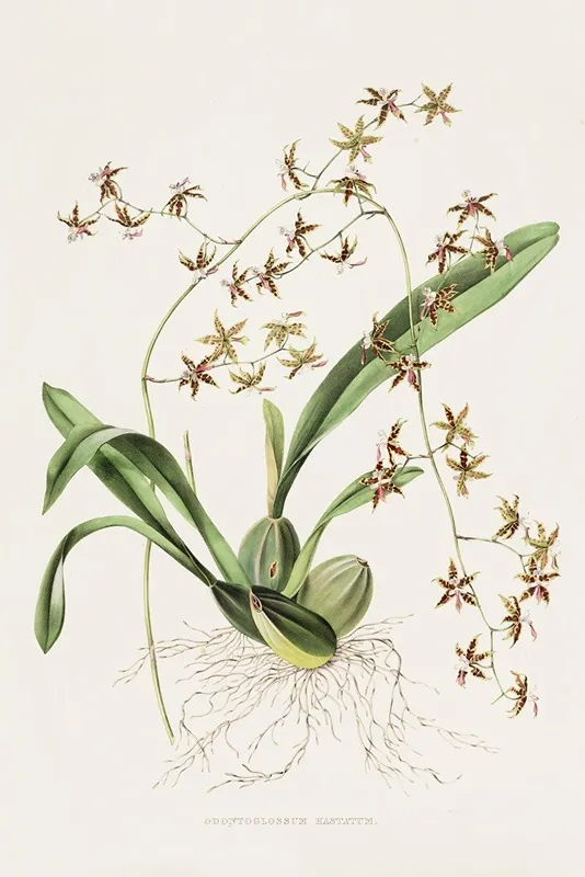 Odontoglossum Hastatum Wall Art by James Bateman - High-Resolution Digital Print