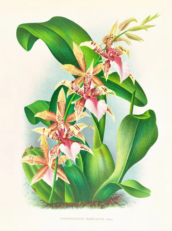 Odontoglossum Hastilabium Wall Art by Jean Jules Linden - High-Resolution Digital Print