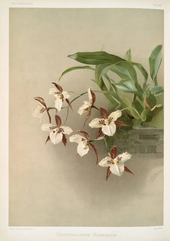 Odontoglossum Humeanum Wall Art by Frederick Sander - High-Resolution Digital Print