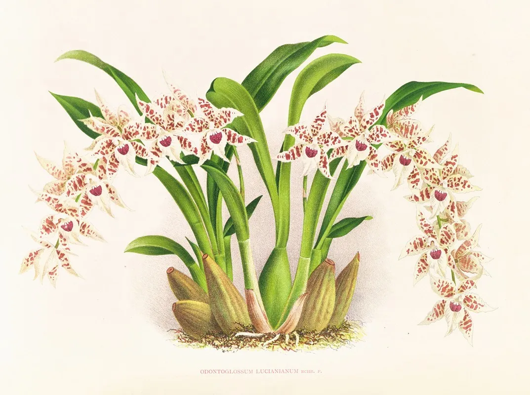 Odontoglossum Lucianianum Wall Art by Jean Jules Linden - High-Resolution Digital Print