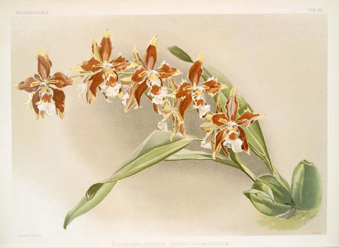 Odontoglossum Luteo Purpureum 2 Wall Art by Frederick Sander - High-Resolution Digital Print