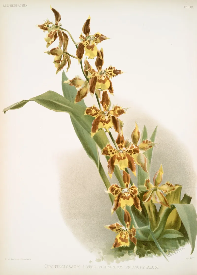 Odontoglossum Luteo Purpureum Prionopetalum Wall Art by Frederick Sander - High-Resolution Digital Print