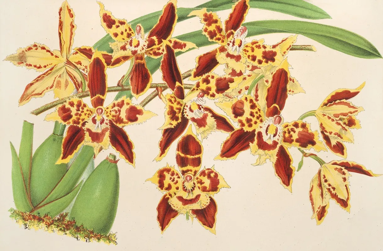 Odontoglossum Luteo Purpureum Var Sceptrum Wall Art by Charles Antoine Lemaire - High-Resolution Digital Print