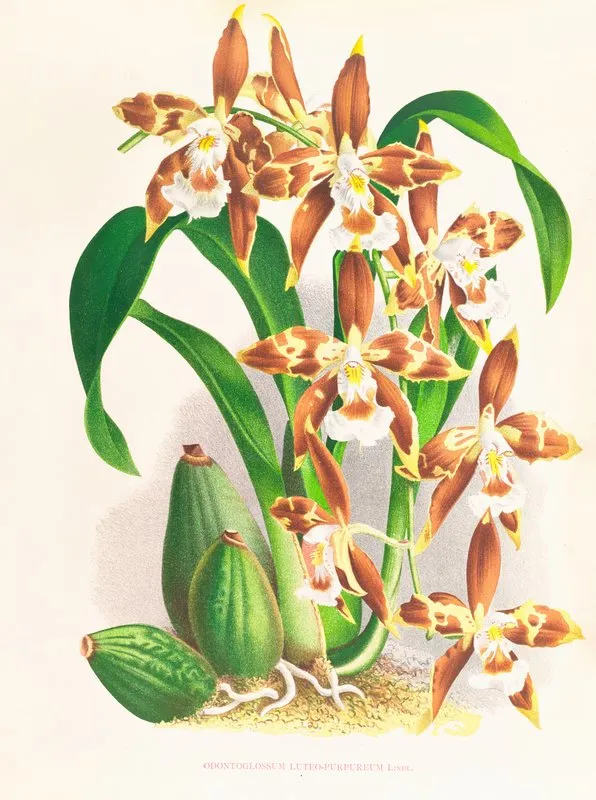 Odontoglossum Luteo Purpureum Wall Art by Jean Jules Linden - High-Resolution Digital Print