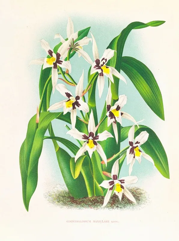 Odontoglossum Maxillare 2 Wall Art by Jean Jules Linden - High-Resolution Digital Print
