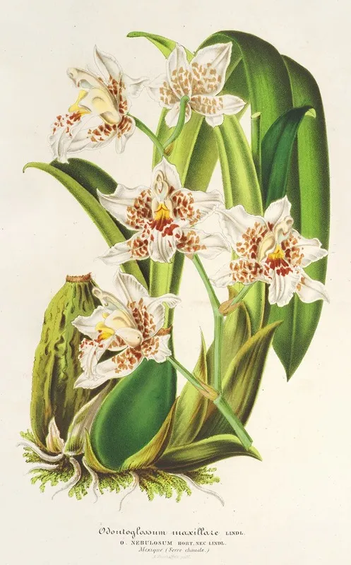 Odontoglossum Maxillare Wall Art by Charles Antoine Lemaire - High-Resolution Digital Print