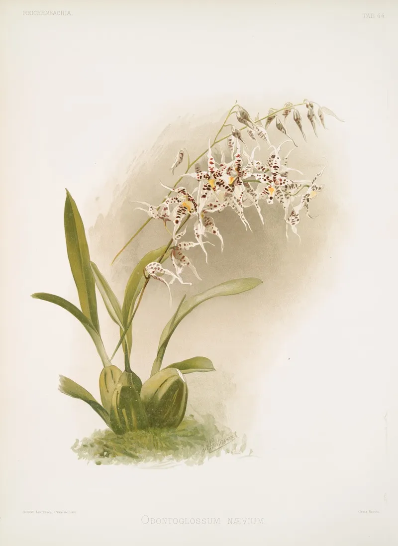 Odontoglossum Naevium Wall Art by Frederick Sander - High-Resolution Digital Print