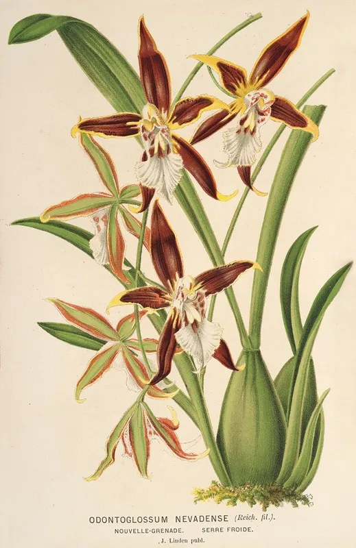 Odontoglossum Nevadense Wall Art by Charles Antoine Lemaire - High-Resolution Digital Print