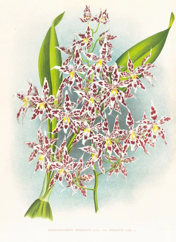 Odontoglossum Odoratum Var Striatum Wall Art by Jean Jules Linden - High-Resolution Digital Print