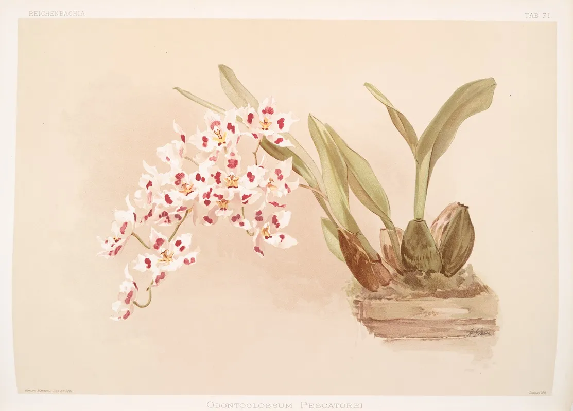 Odontoglossum Pescatorei Wall Art by Frederick Sander - High-Resolution Digital Print