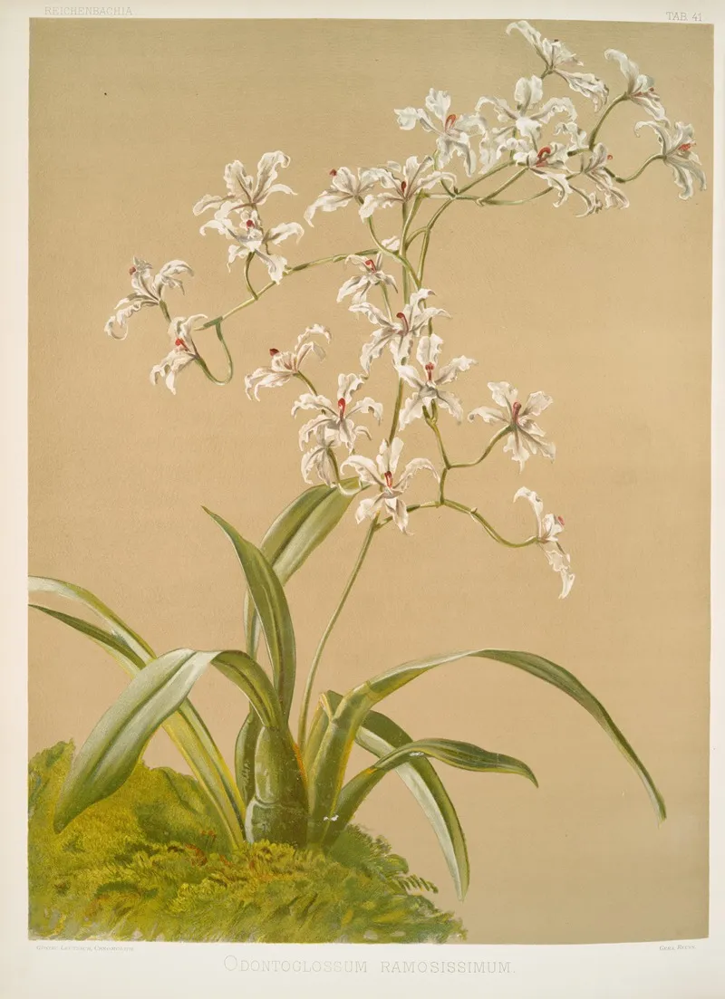 Odontoglossum Ramosissimum 2 Wall Art by Frederick Sander - High-Resolution Digital Print