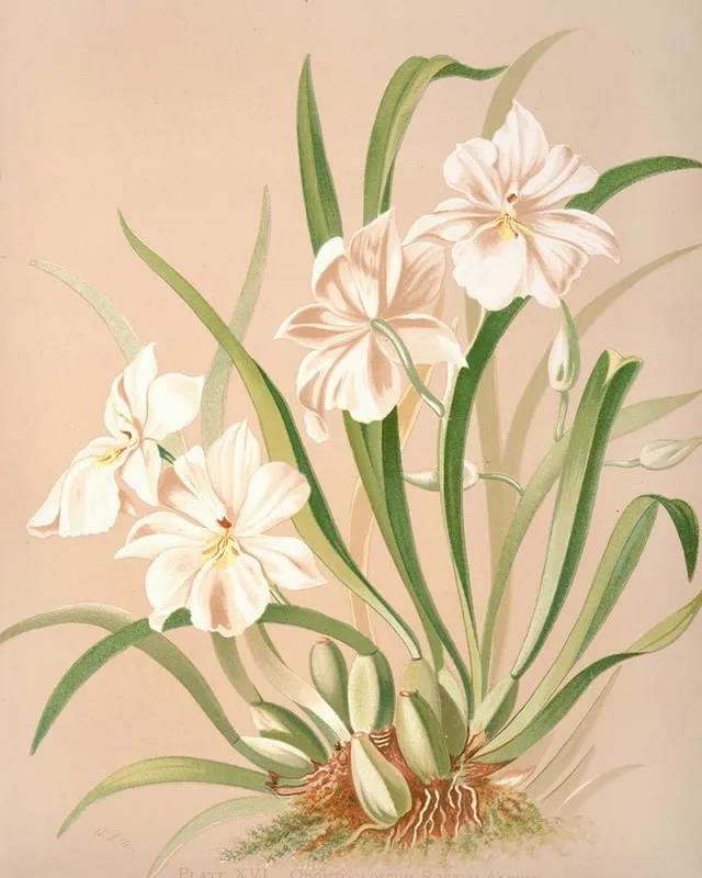 Odontoglossum Roezlii Album Wall Art by Harriet Stewart Miner - High-Resolution Digital Print