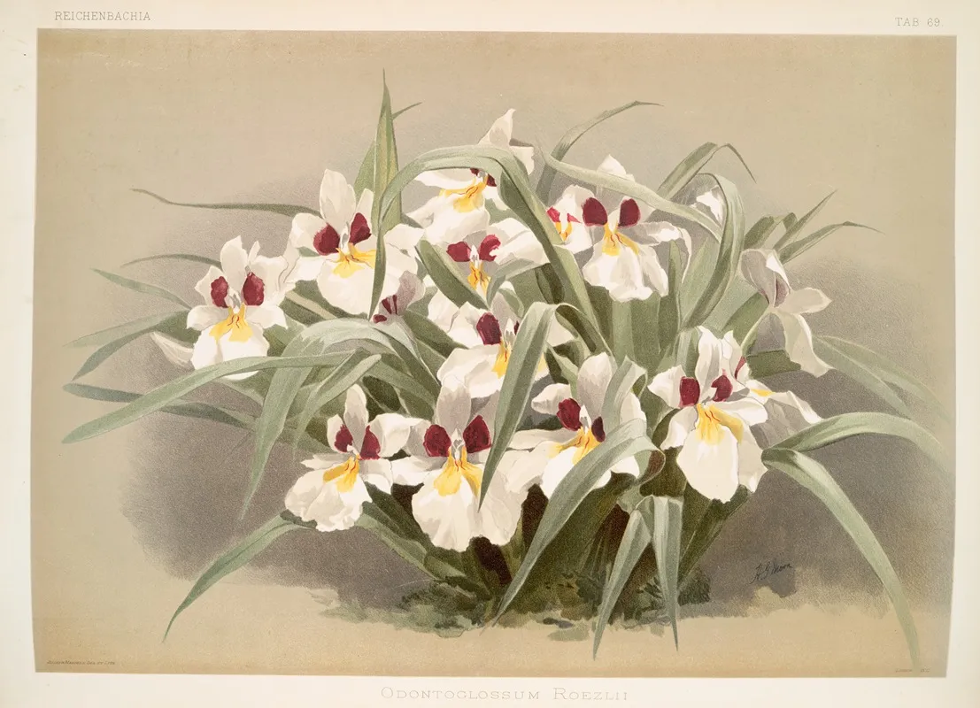Odontoglossum Roezlii Wall Art by Frederick Sander - High-Resolution Digital Print