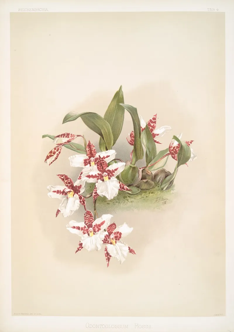 Odontoglossum Rossii Wall Art by Frederick Sander - High-Resolution Digital Print