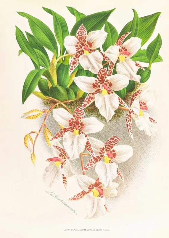 Odontoglossum Rubescens Wall Art by Jean Jules Linden - High-Resolution Digital Print