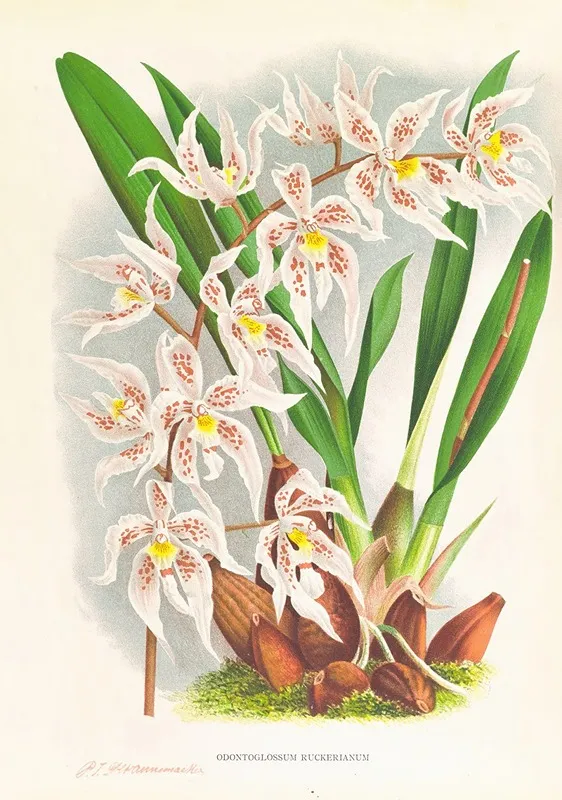 Odontoglossum Ruckerianum Wall Art by Jean Jules Linden - High-Resolution Digital Print