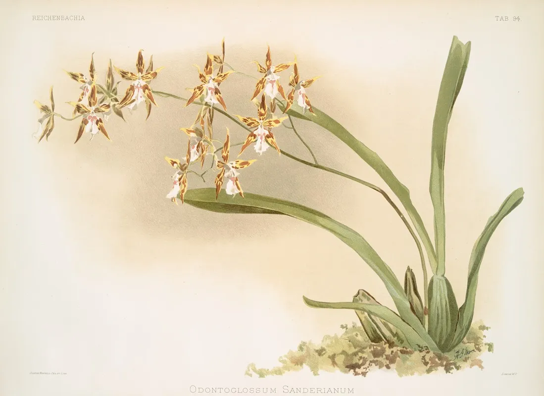 Odontoglossum Sanderianum Wall Art by Frederick Sander - High-Resolution Digital Print