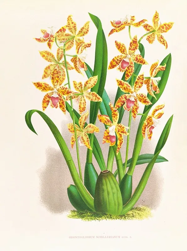 Odontoglossum Schillerianum Wall Art by Jean Jules Linden - High-Resolution Digital Print