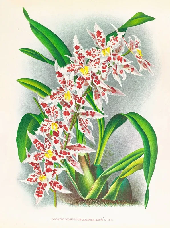 Odontoglossum Schlesingerianum Wall Art by Jean Jules Linden - High-Resolution Digital Print