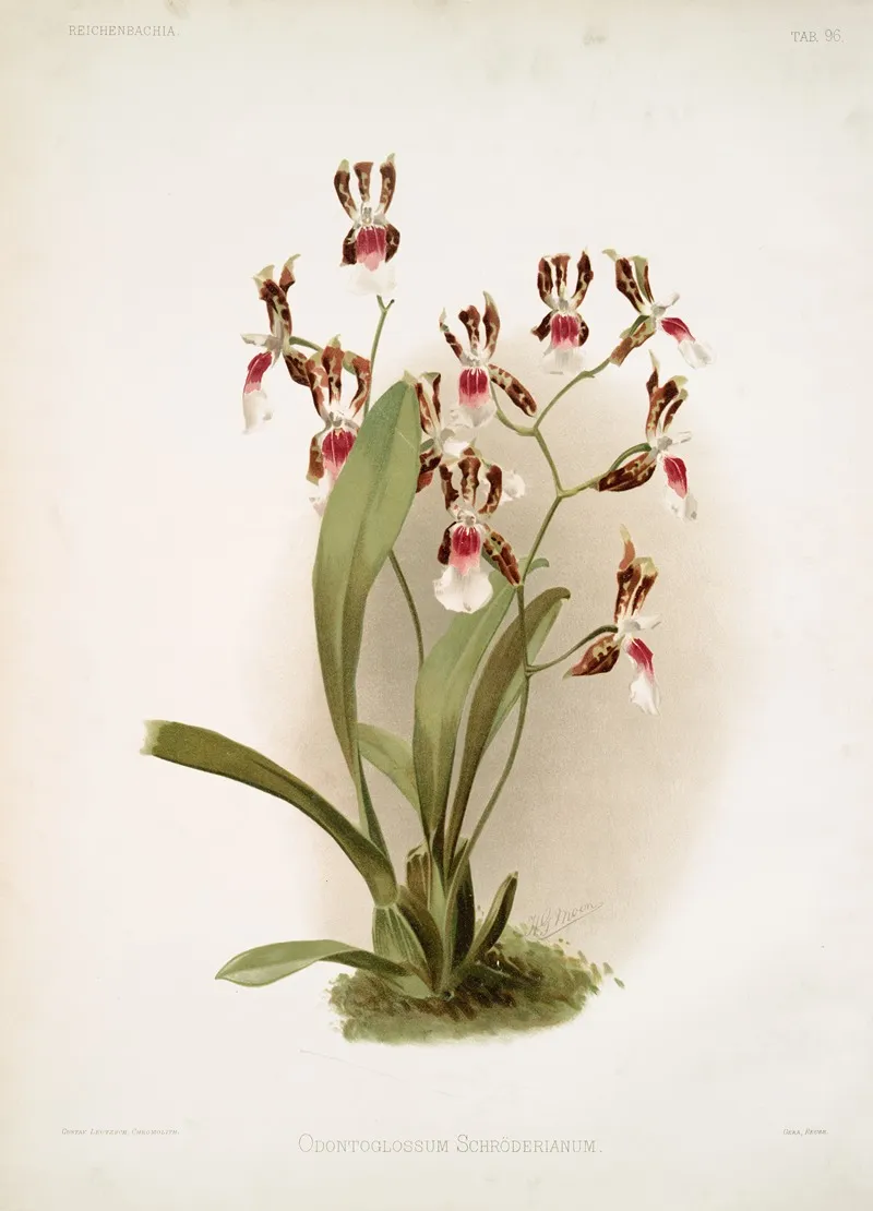 Odontoglossum Schroderianum Wall Art by Frederick Sander - High-Resolution Digital Print