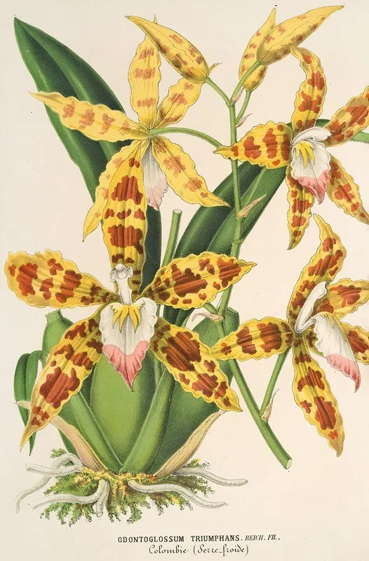 Odontoglossum Triumphans 2 Wall Art by Charles Antoine Lemaire - High-Resolution Digital Print