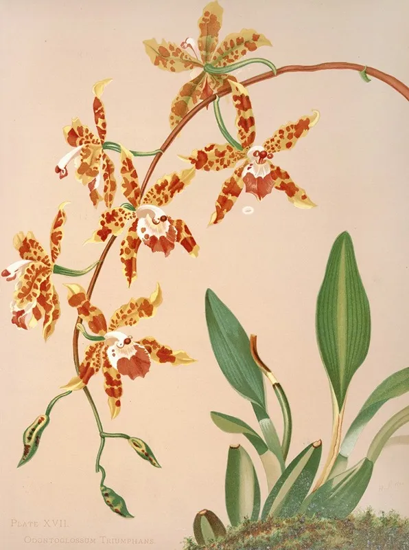 Odontoglossum Triumphans Wall Art by Harriet Stewart Miner - High-Resolution Digital Print