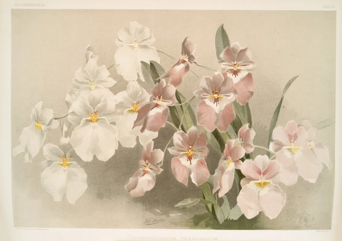 Odontoglossum Vexillarium 2 Wall Art by Frederick Sander - High-Resolution Digital Print