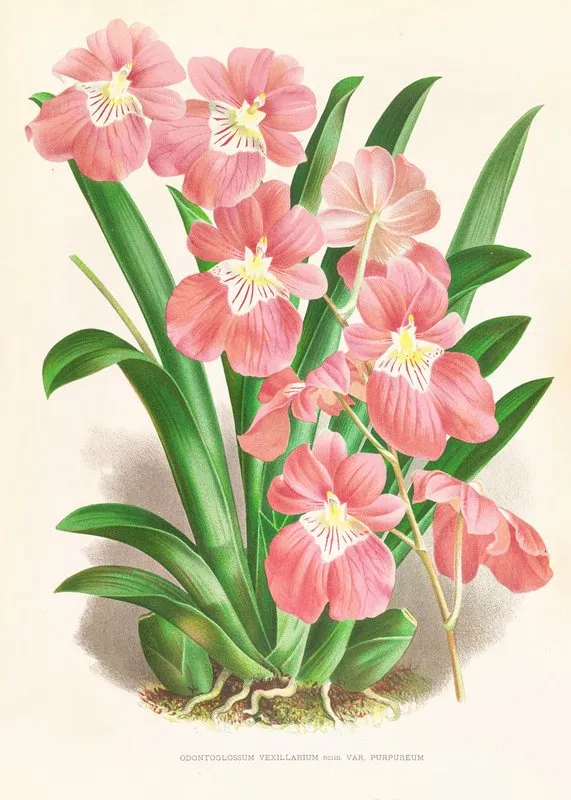 Odontoglossum Vexillarium Wall Art by Jean Jules Linden - High-Resolution Digital Print