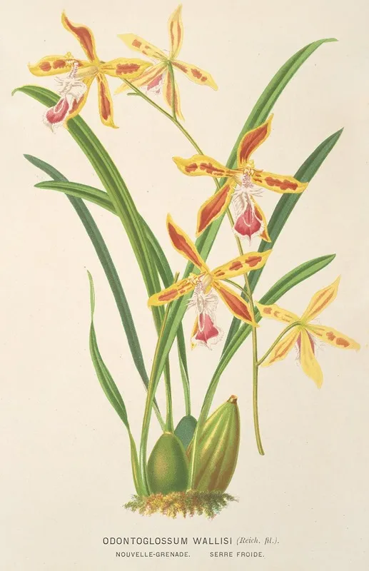 Odontoglossum Wallisii Wall Art by Charles Antoine Lemaire - High-Resolution Digital Print