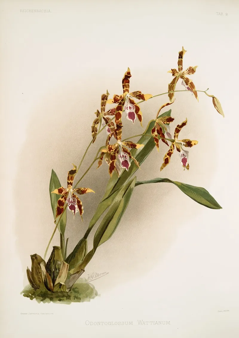 Odontoglossum Wattianum Wall Art by Frederick Sander - High-Resolution Digital Print