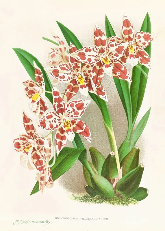 Odontoglossum Wilckeanum Albens Wall Art by Jean Jules Linden - High-Resolution Digital Print