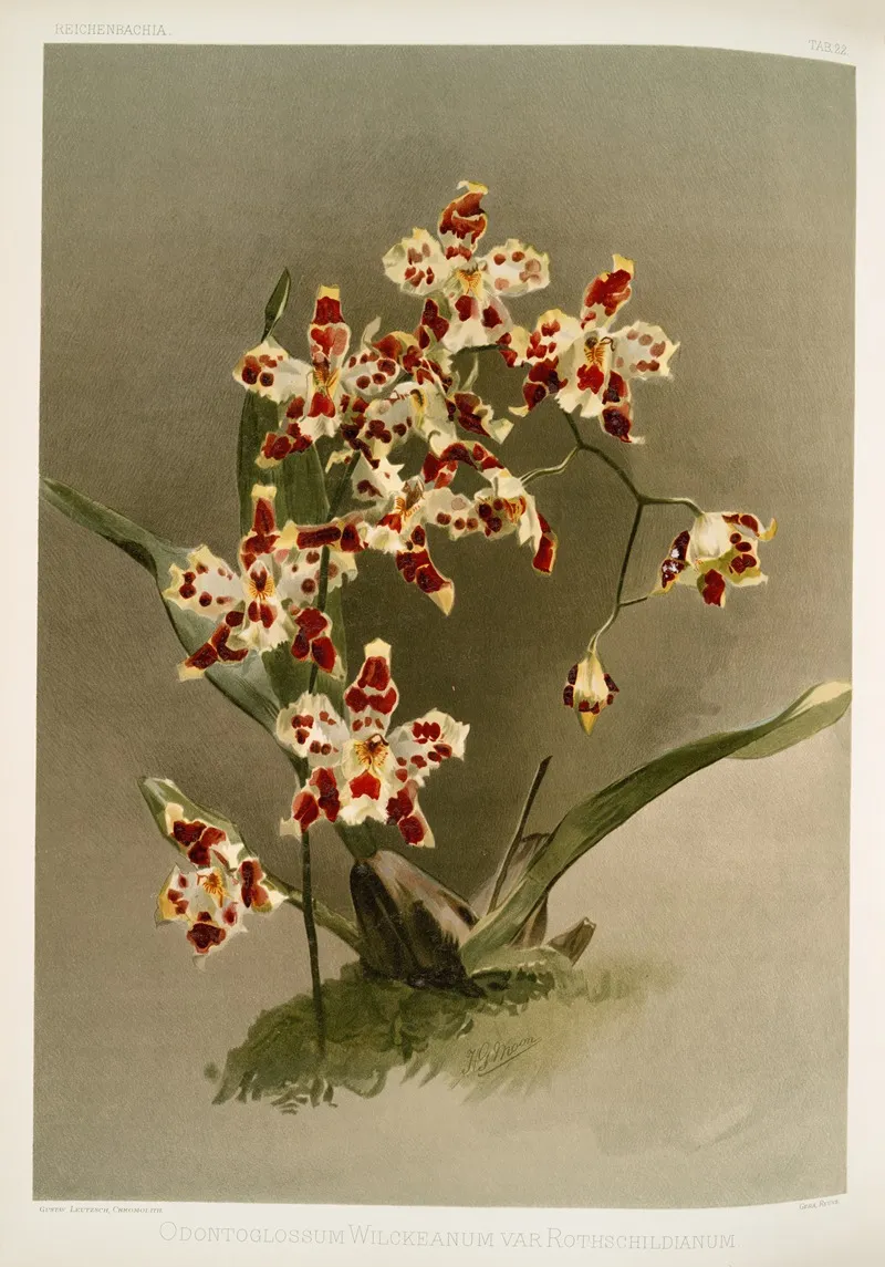 Odontoglossum Wilckeanum Var Rothschildianum Wall Art by Frederick Sander - High-Resolution Digital Print