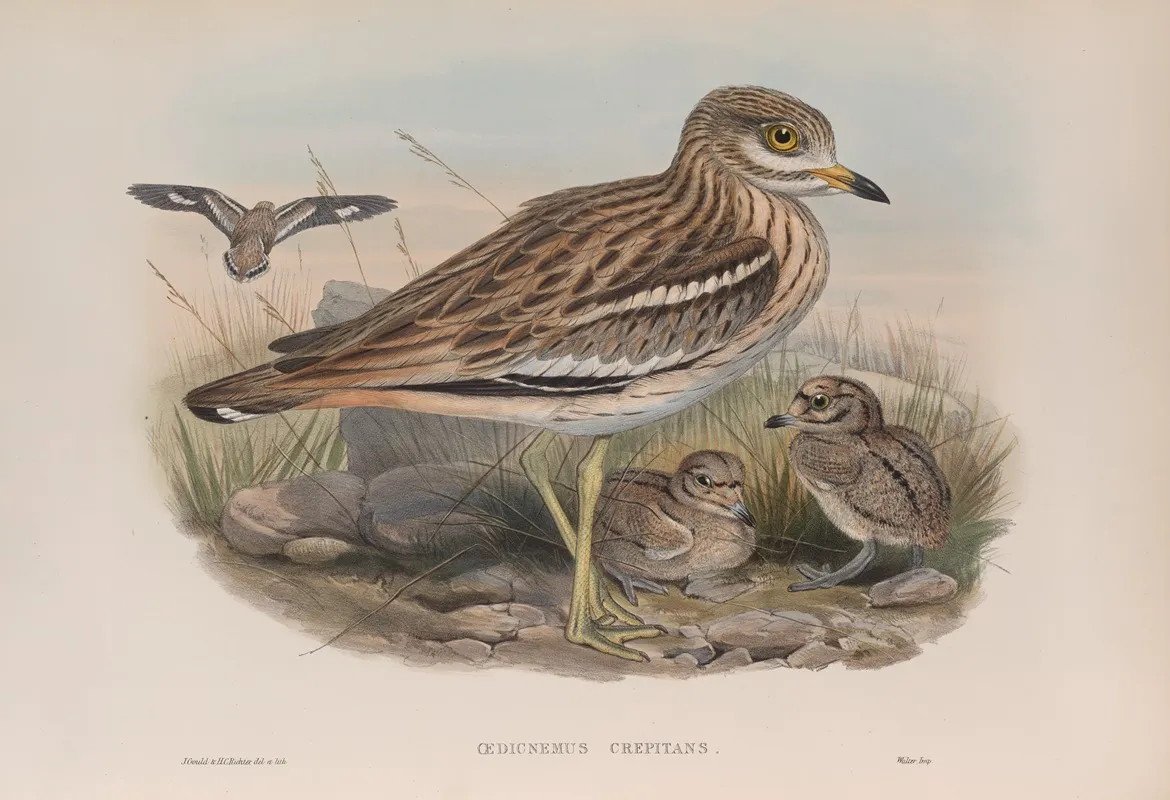 Oedicnemus Crepitans Wall Art by John Gould - High-Resolution Digital Print