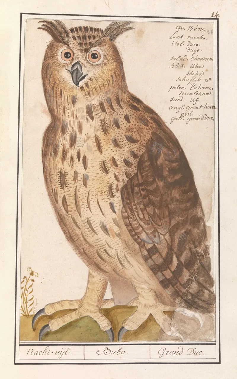 Oehoe Bubo Bubo Nacht Uijl Bubo Grand Duc Wall Art by Anselmus Boëtius de Boodt - High-Resolution Digital Print