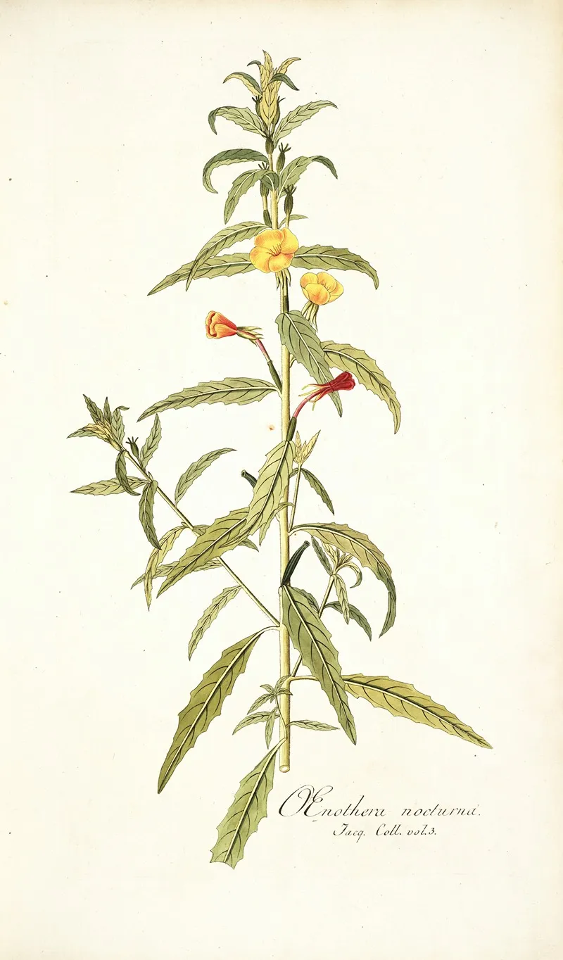 Oenothera Nocturna Wall Art by Nikolaus Joseph Freiherr von Jacquin - High-Resolution Digital Print