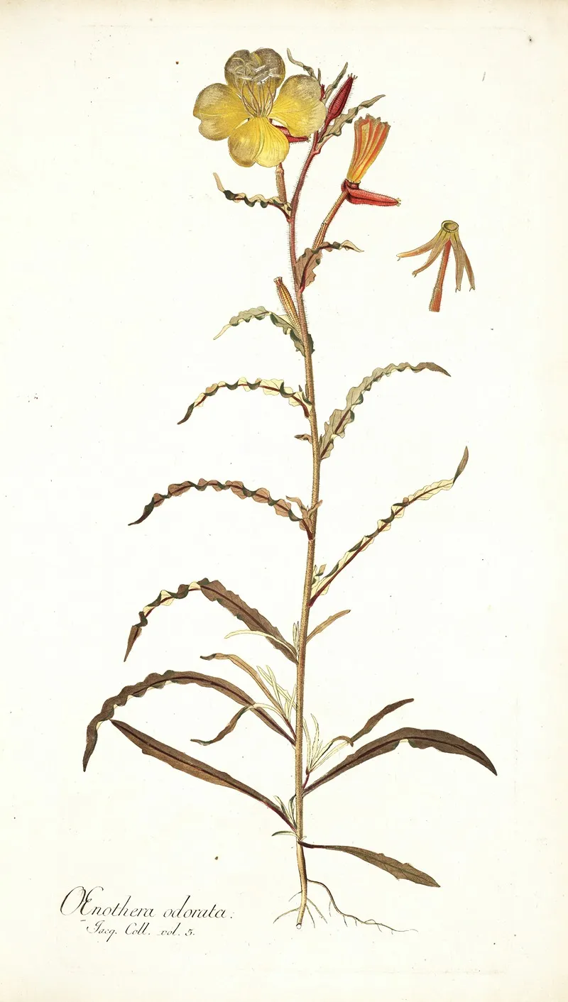 Oenothera Odorata 2 Wall Art by Nikolaus Joseph Freiherr von Jacquin - High-Resolution Digital Print