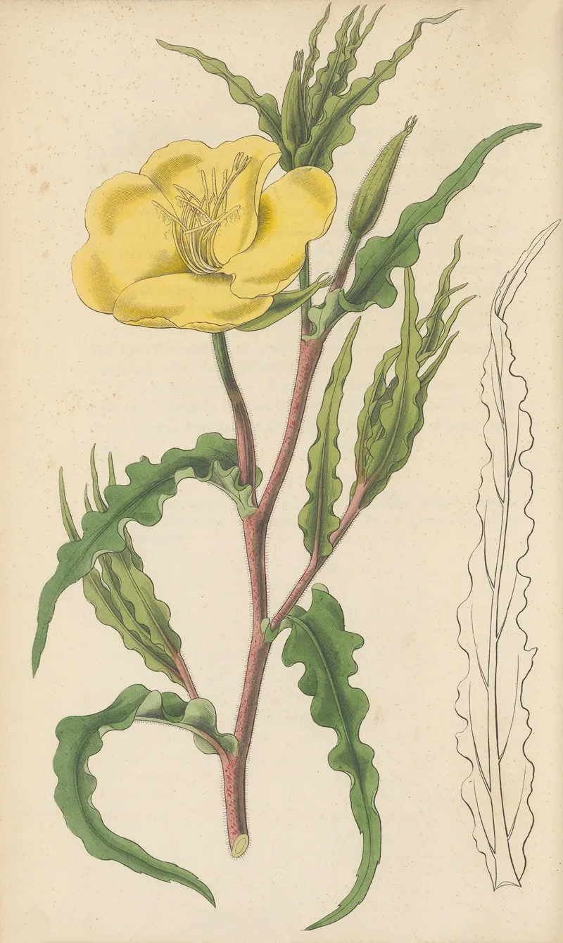 Oenothera Odorata Wall Art by William Jackson Hooker - High-Resolution Digital Print