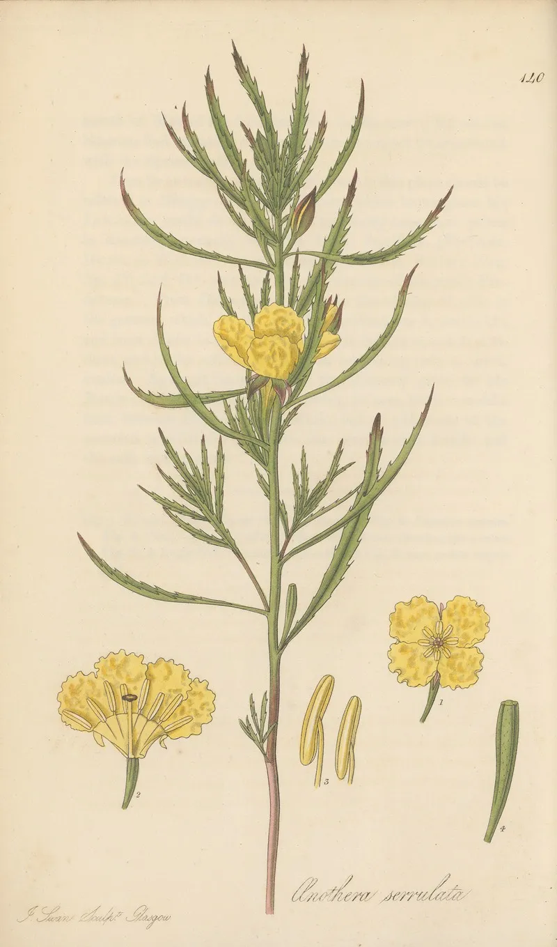 Oenothera Serrulata Wall Art by William Jackson Hooker - High-Resolution Digital Print