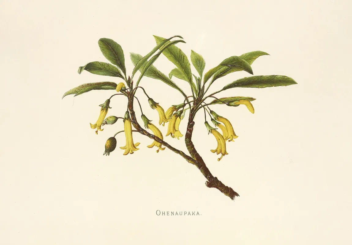 Ohenaupaka Wall Art by Isabella McHutcheson Sinclair - High-Resolution Digital Print