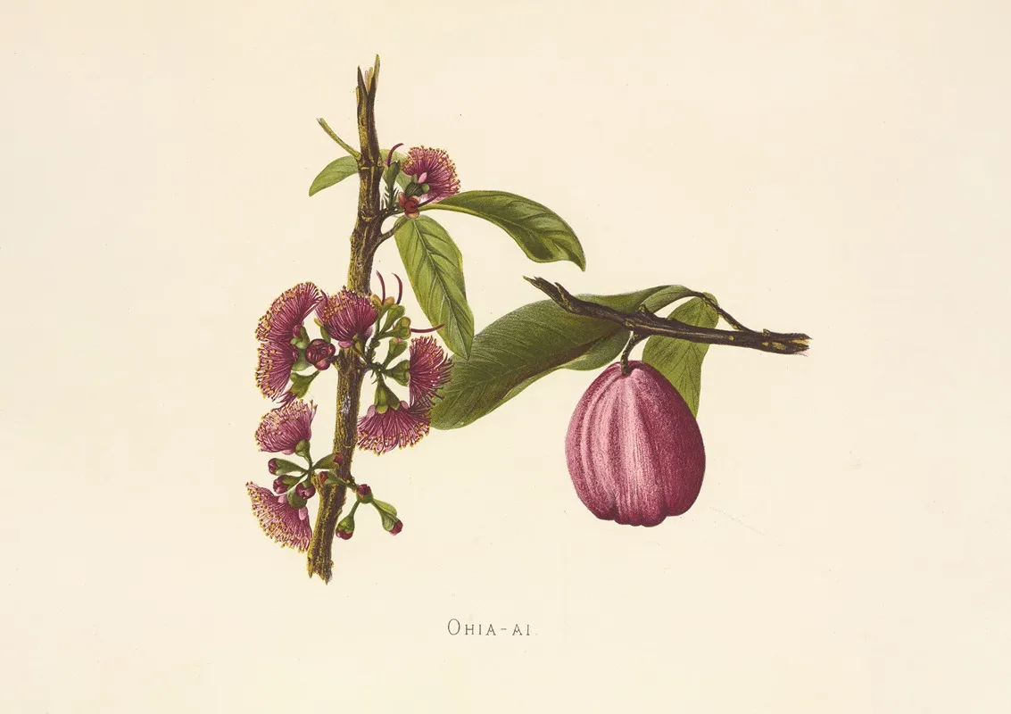 Ohia Ai Wall Art by Isabella McHutcheson Sinclair - High-Resolution Digital Print