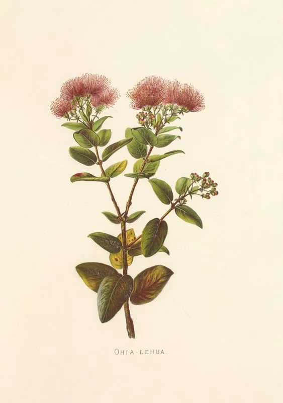 Ohia Lehua Wall Art by Isabella McHutcheson Sinclair - High-Resolution Digital Print