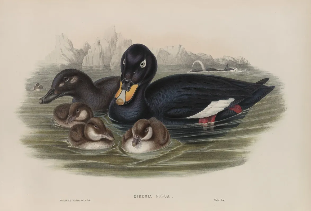 Oidemia Fusca Velvet Scoter Wall Art by John Gould - High-Resolution Digital Print