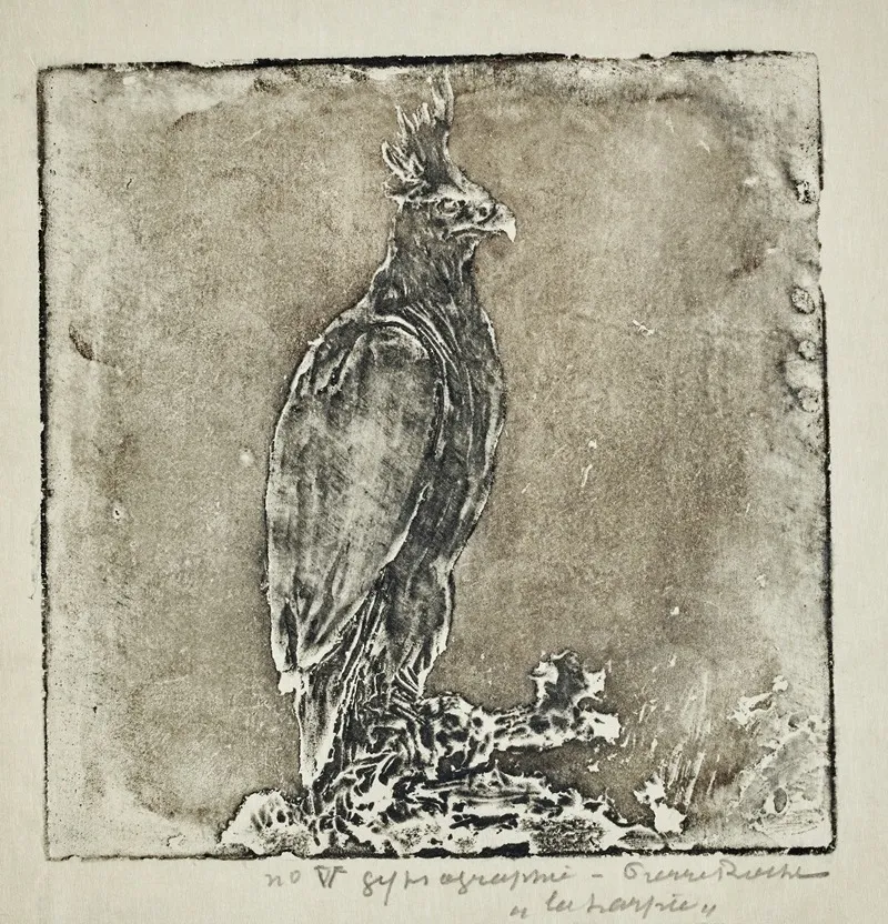 Oiseau De Proie Harpie 2