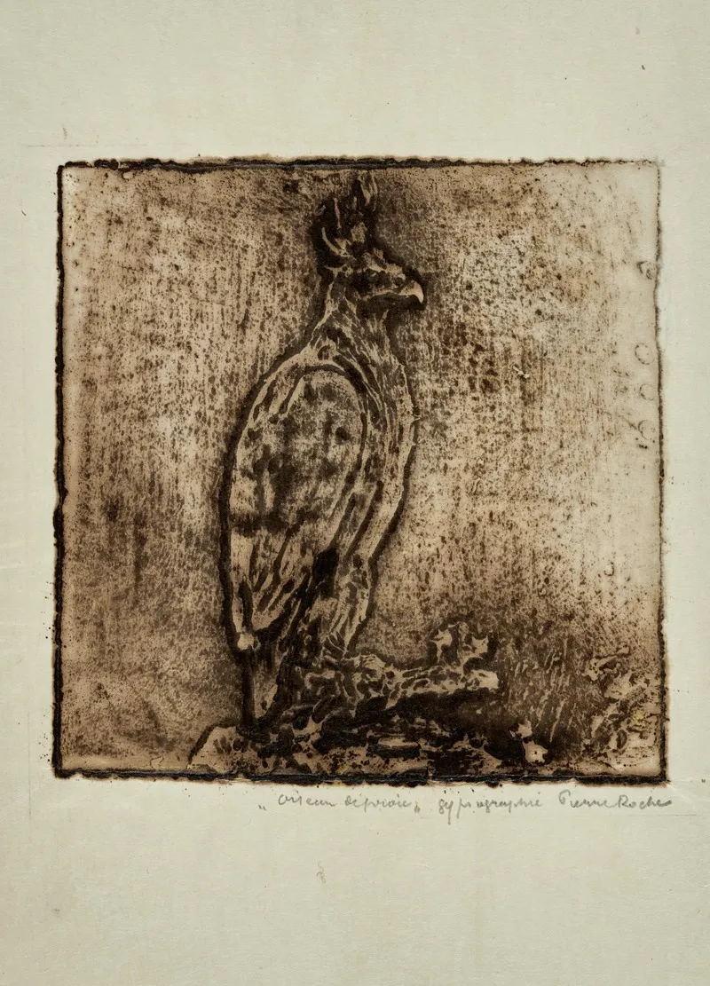 Oiseau De Proie Harpie
