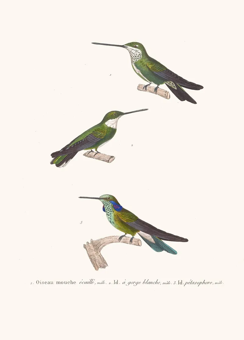Oiseau Mouche Ecaille Wall Art by Coenraad Jacob Temminck - High-Resolution Digital Print