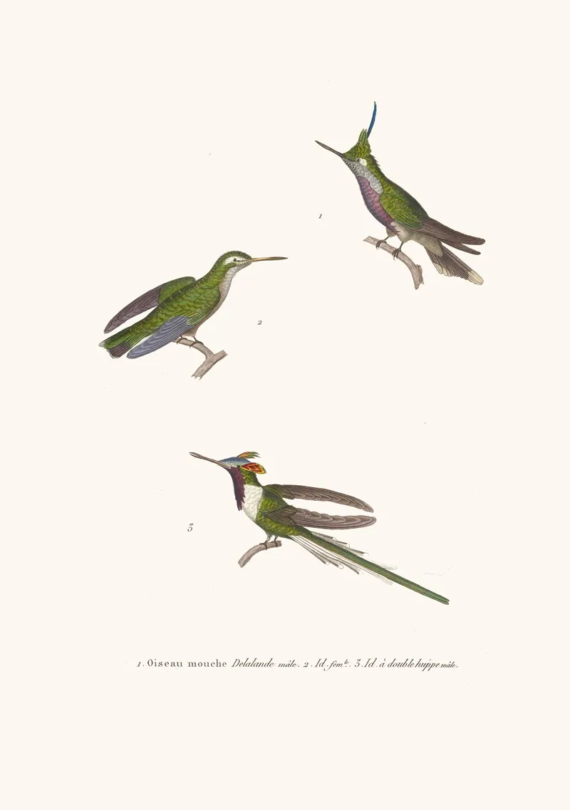 Oiseau Mouche Lalande Wall Art by Coenraad Jacob Temminck - High-Resolution Digital Print