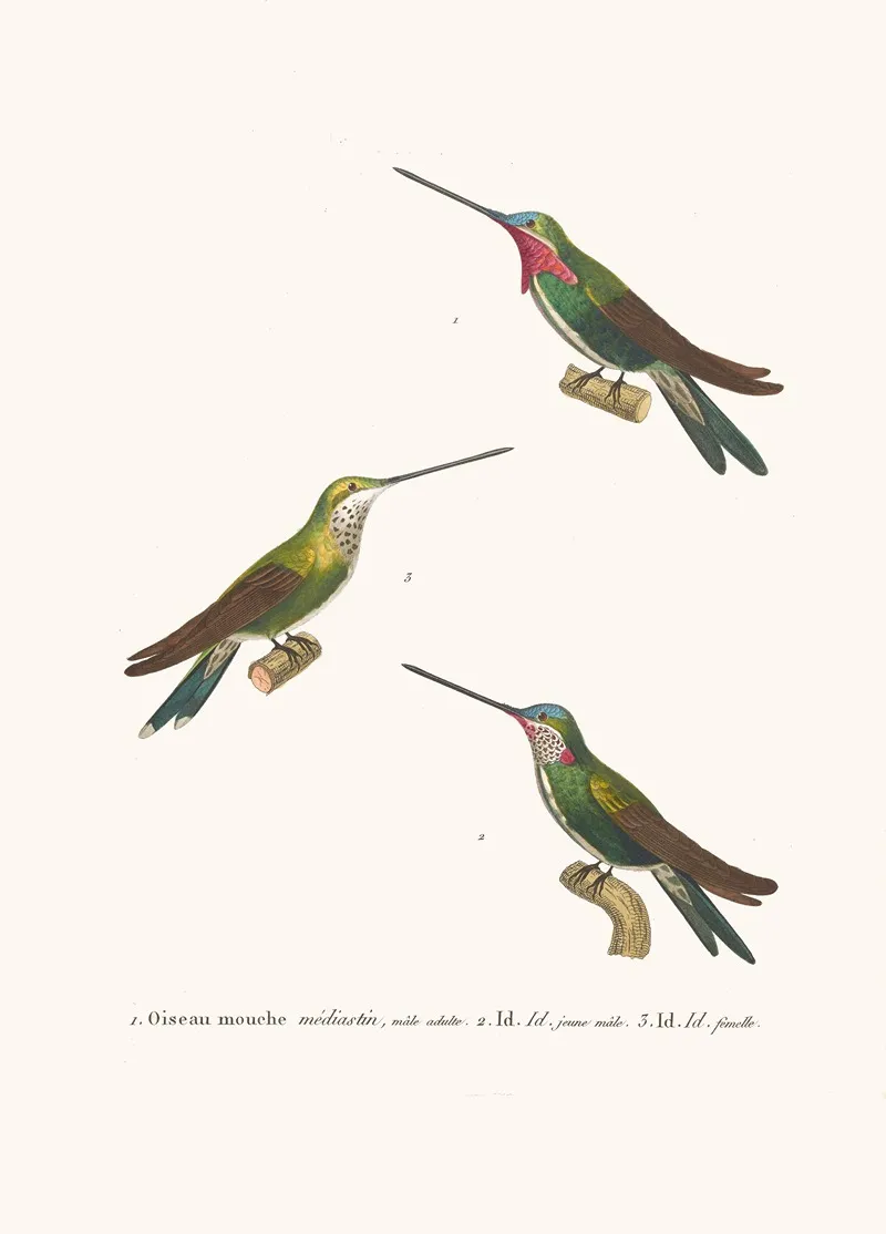Oiseau Mouche Mediastin Wall Art by Coenraad Jacob Temminck - High-Resolution Digital Print