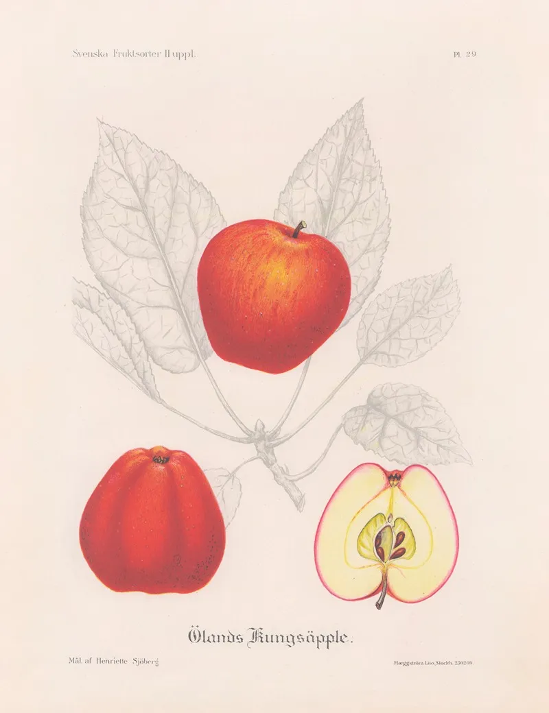 Olands Kungsapple Wall Art by Henriette Sjöberg - High-Resolution Digital Print